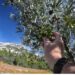 Isera-Isema : l’huile d’olive, un filon en or