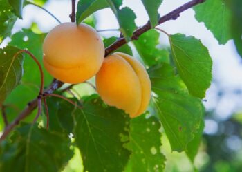L’abricot et la prune : plus de 100 chercheurs pour aider les producteurs à faire face aux défis de demain
