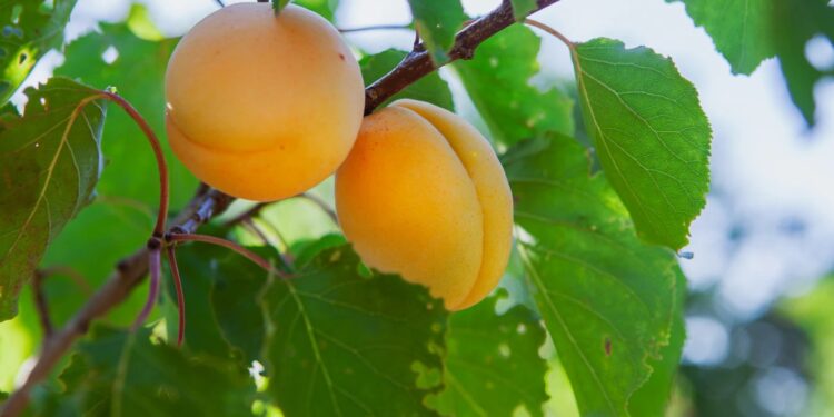 L’abricot et la prune : plus de 100 chercheurs pour aider les producteurs à faire face aux défis de demain