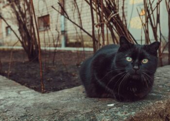La SPA vauclusienne organise la journée des truffes noires