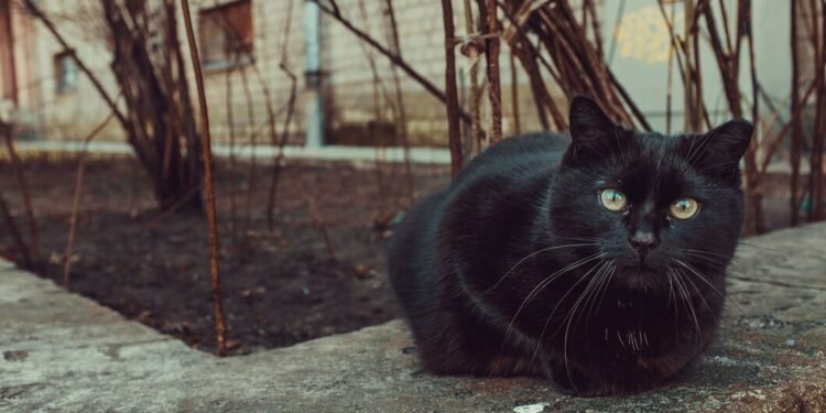La SPA vauclusienne organise la journée des truffes noires