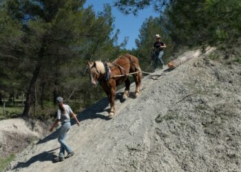 Parc du Luberon : des chevaux au cœur d’une opération de coupe de pins à Saint-Saturnin-lès-Apt