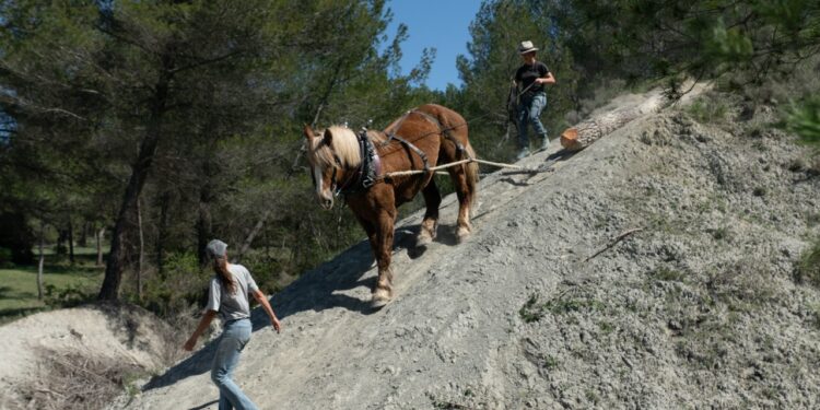 Parc du Luberon : des chevaux au cœur d’une opération de coupe de pins à Saint-Saturnin-lès-Apt