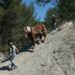 Parc du Luberon : des chevaux au cœur d’une opération de coupe de pins à Saint-Saturnin-lès-Apt