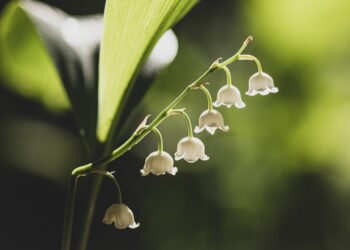 Cueillette et vente de muguet le 1ᵉʳ mai : ce qu’il faut savoir