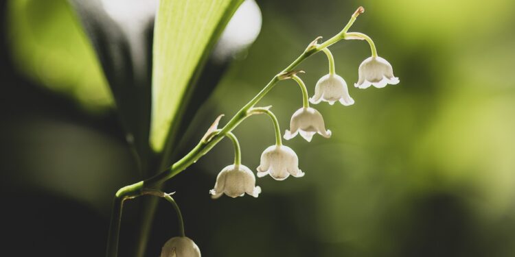 Cueillette et vente de muguet le 1ᵉʳ mai : ce qu’il faut savoir