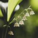 Cueillette et vente de muguet le 1ᵉʳ mai : ce qu’il faut savoir