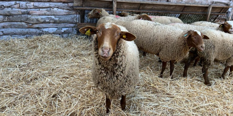 Les moutons s’installent aux Baux-de-Provence pour un week-end pastoral