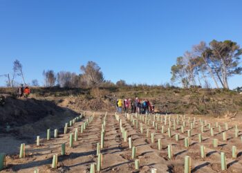 Barbentane : une réunion publique sur l’opération ‘Des milliers d’arbres pour la Montagnette’