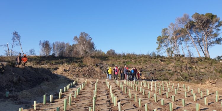 Barbentane : une réunion publique sur l’opération ‘Des milliers d’arbres pour la Montagnette’
