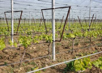À Malemort-du-Comtat, un viticulteur a pu protéger ses vignes du gel grâce aux filets anti-grêle