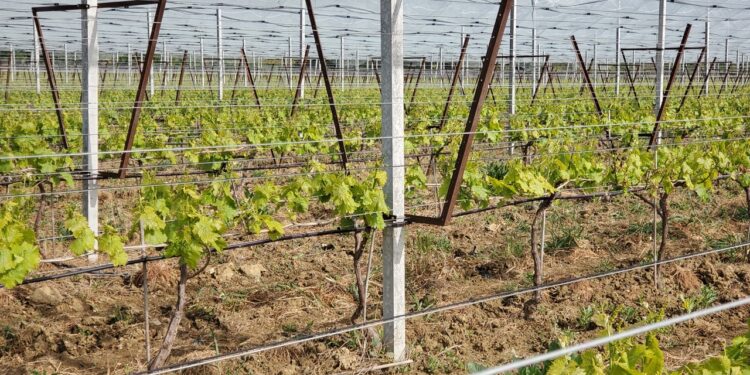 À Malemort-du-Comtat, un viticulteur a pu protéger ses vignes du gel grâce aux filets anti-grêle