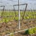 À Malemort-du-Comtat, un viticulteur a pu protéger ses vignes du gel grâce aux filets anti-grêle