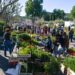Vaison-la-Romaine organise Les Fleuralies, son grand marché aux fleurs