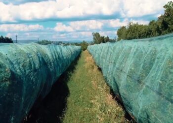Cavaillon : l’exploitation Saint Félix est une ‘Étoile de l’Europe’ grâce à son projet de filets anti-insectes