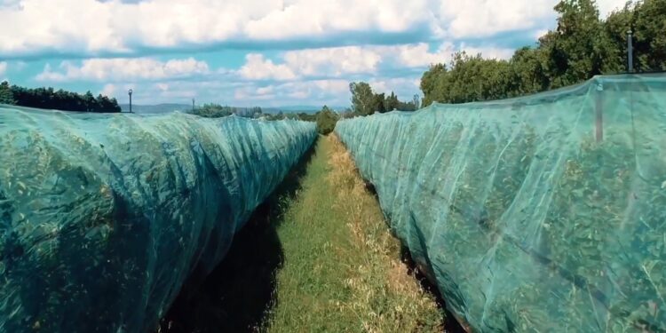 Cavaillon : l’exploitation Saint Félix est une ‘Étoile de l’Europe’ grâce à son projet de filets anti-insectes