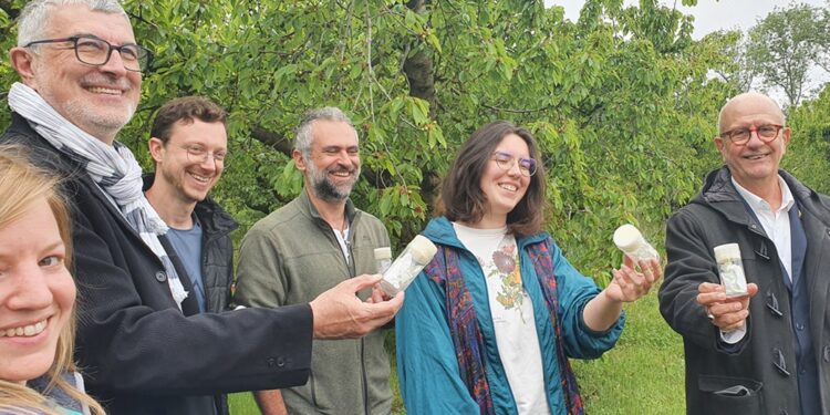 Filière cerise : le sénateur de Vaucluse et des chercheurs de l’INRAE lâchent des parasitoïdes à Malaucène
