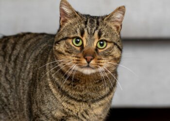 La SPA vauclusienne organise une journée pour les chats de la chatterie ‘anglaise’