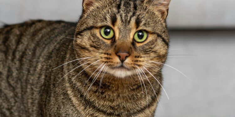 La SPA vauclusienne organise une journée pour les chats de la chatterie ‘anglaise’