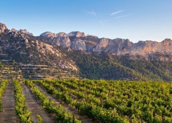 Beaumes-de-Venise : soirée football et DJ au Domaine de Coyeux