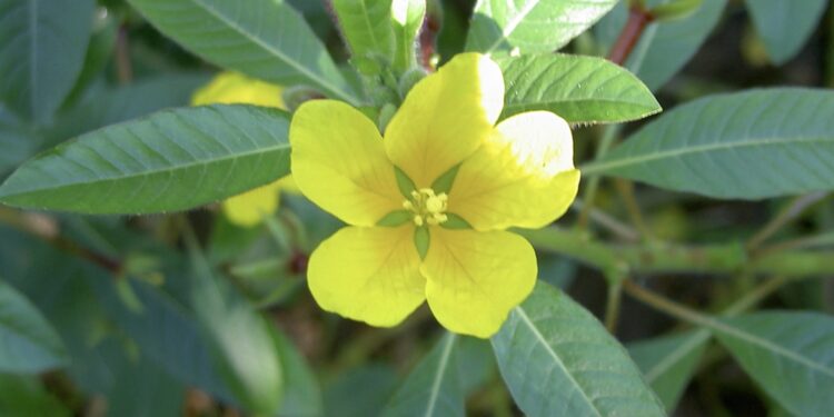 SMBS : la Jussie, la « plante » envahissante qui menace la Sorgue