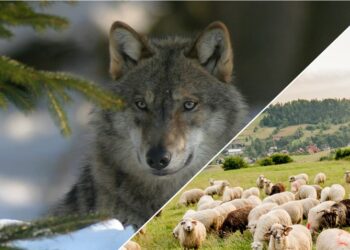 Attaque de loups, Besoin urgent de fonds pour protéger les troupeaux d’ovins