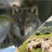 Attaque de loups, Besoin urgent de fonds pour protéger les troupeaux d’ovins