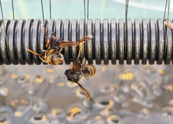 Au secours, l’abeille disparaît et avec elle la pollinisation et la bio-diversité