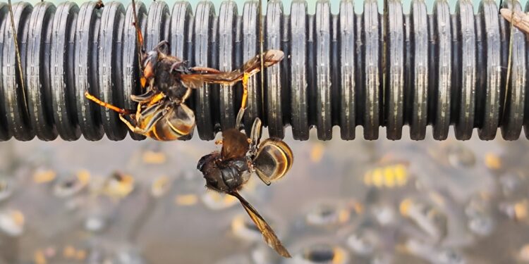 Au secours, l’abeille disparaît et avec elle la pollinisation et la bio-diversité