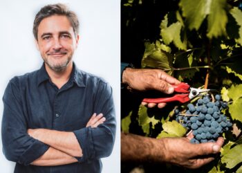 Depuis plus de 50 ans, sur les contreforts du Géant de Provence, l’AOC Ventoux a su tirer ses vins vers le haut