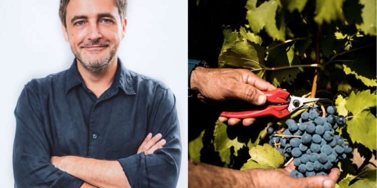 Depuis plus de 50 ans, sur les contreforts du Géant de Provence, l’AOC Ventoux a su tirer ses vins vers le haut