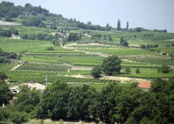 Le parc du Ventoux veut remettre la Haie à l’honneur 
