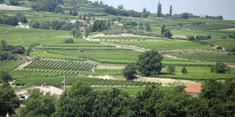 Le parc du Ventoux veut remettre la Haie à l’honneur