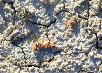 Cucuron : une exposition sur les trésors fossiles de la région
