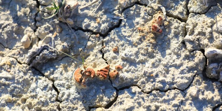 Cucuron : une exposition sur les trésors fossiles de la région