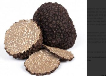 L’art de la truffe, Plantin prépare déjà les fêtes