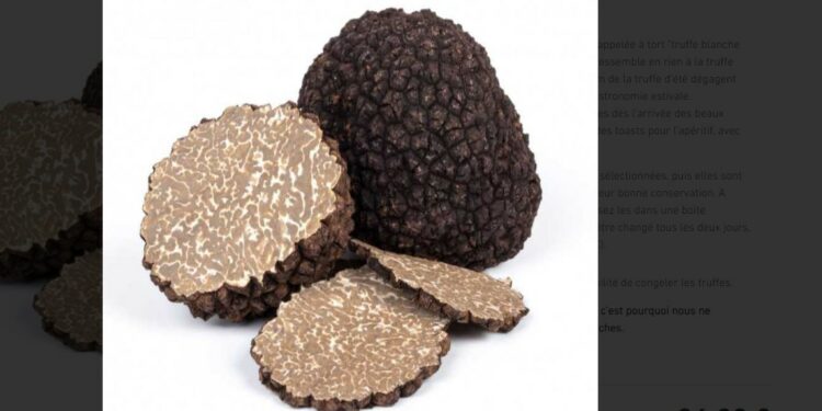 L’art de la truffe, Plantin prépare déjà les fêtes