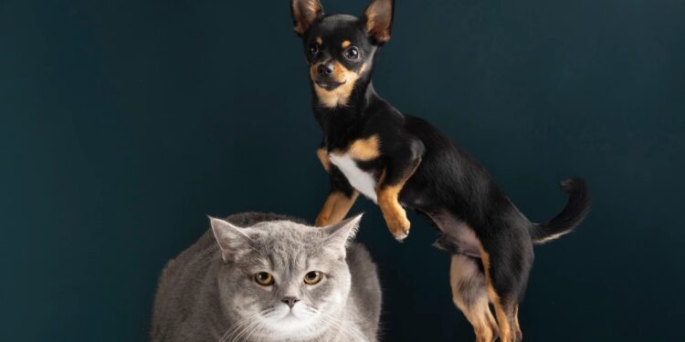 La SPA vauclusienne prépare la rentrée de ses pensionnaires