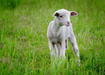 Saint-Christol d’Albion, 64e foire aux agnelles et béliers pré-Alpes du Sud