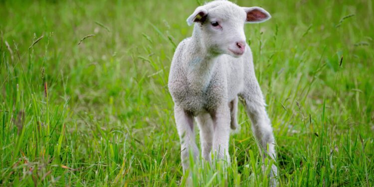 Saint-Christol d’Albion, 64e foire aux agnelles et béliers pré-Alpes du Sud