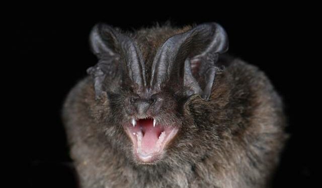 Le Parc du Luberon veut protéger les chauves-souris