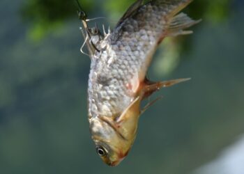 Décathlon Avignon Sud cesse la vente de poissons pour la pêche au vif