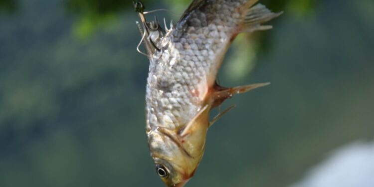 Décathlon Avignon Sud cesse la vente de poissons pour la pêche au vif