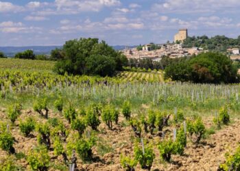 Châteauneuf-du-Pape : une parcelle échappe aux spéculateurs grâce à la Safer et au Crédit Agricole