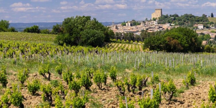 Châteauneuf-du-Pape : une parcelle échappe aux spéculateurs grâce à la Safer et au Crédit Agricole