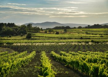 « Passion vins », c’est le slogan de l’appellation Luberon avec en filigrane la durabilité du terroir