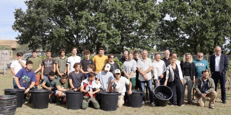 La CoVe a vendangé les 300 pieds de sa vigne intercommunale