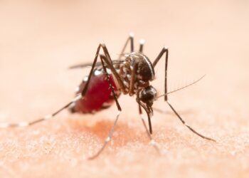 Comment le moustique tigre a colonisé l’Hexagone