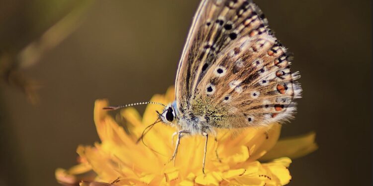 À la rencontre des insectes avec le Parc Naturel Régional du Mont-Ventoux