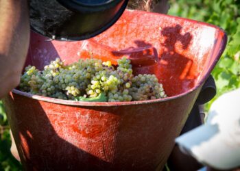 En Vallée du Rhône, les vendanges ont commencé